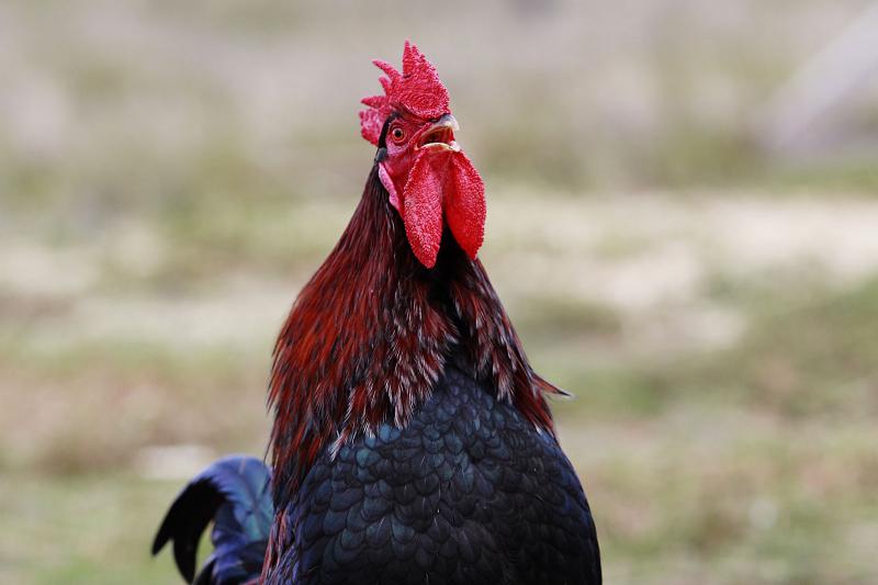 Las siete lecciones del gallo