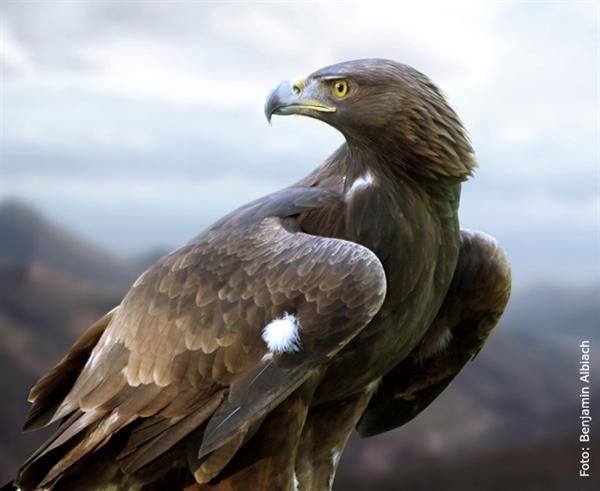 En tiempos de prueba, seamos como la aguila real