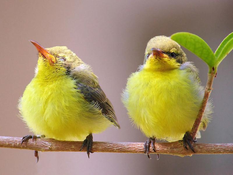 Devocional: Una lección de la naturaleza