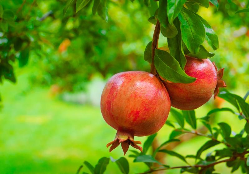 Devocional: Dando fruto