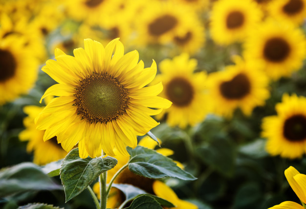 Mujer prueba que salmo 69: 34 se cumple en estos girasoles