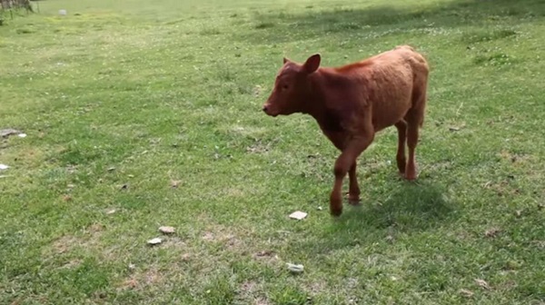 Rabino relaciona novilla roja con la venida del Mesías