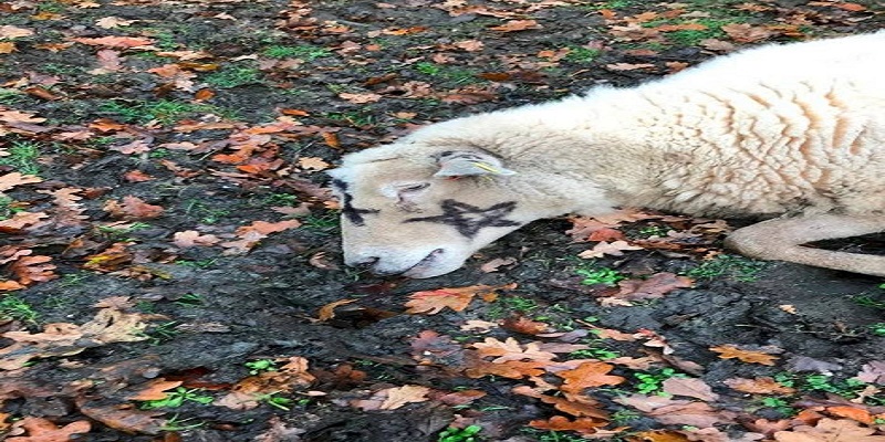Crece en Reino Unido satanismo con sacrificio de animales